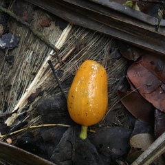 Hernandia moerenhoutiana