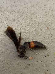 Stizoides renicinctus