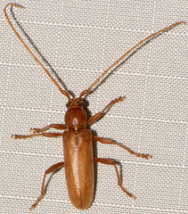 Enaphalodes rufulus