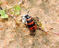 Hycleus thunbergi