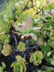Aeonium canariense