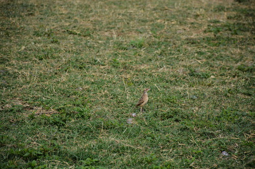 Sentinel Lark (Corypha athi), photo 9
