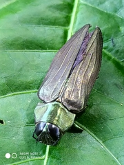 Actenodes chalybaeitarsis