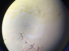 Lythrurus umbratilis