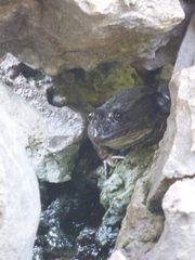 Pelophylax kurtmuelleri