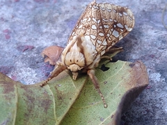 Lophocampa propinqua