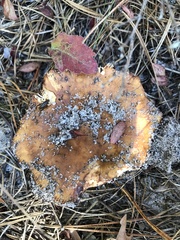 Russula ventricosipes