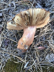 Russula ventricosipes