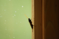 Urocerus flavicornis