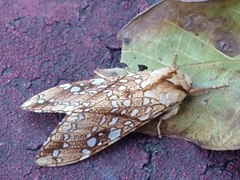 Lophocampa propinqua