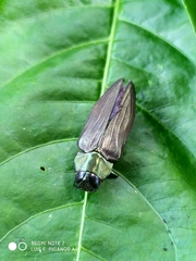 Actenodes chalybaeitarsis