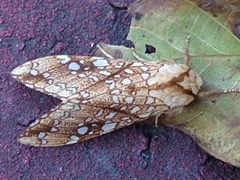 Lophocampa propinqua