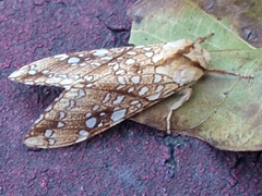 Lophocampa propinqua