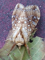 Lophocampa propinqua