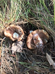 Russula ventricosipes