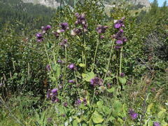 Carduus personata
