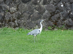 Ardea cinerea