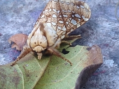 Lophocampa propinqua