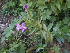 Epilobium alpestre