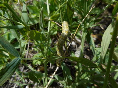 Lycia alpina