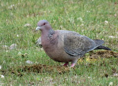 Patagioenas picazuro