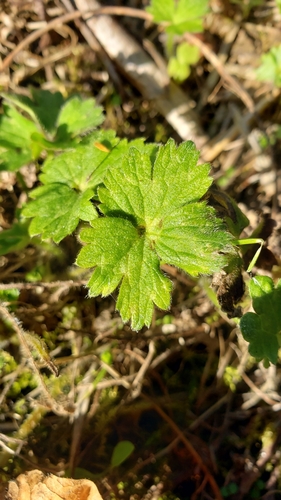 Ranunculus repens