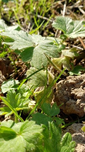 Ranunculus repens