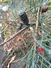 Allocasuarina duncanii