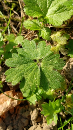 Ranunculus repens