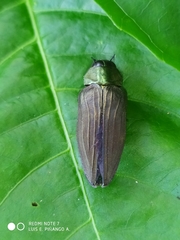 Actenodes chalybaeitarsis