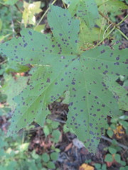 Cercospora liquidambaris