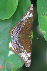 Lebadea martha parkeri