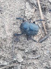 Scarabaeus cicatricosus