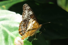 Lebadea martha parkeri