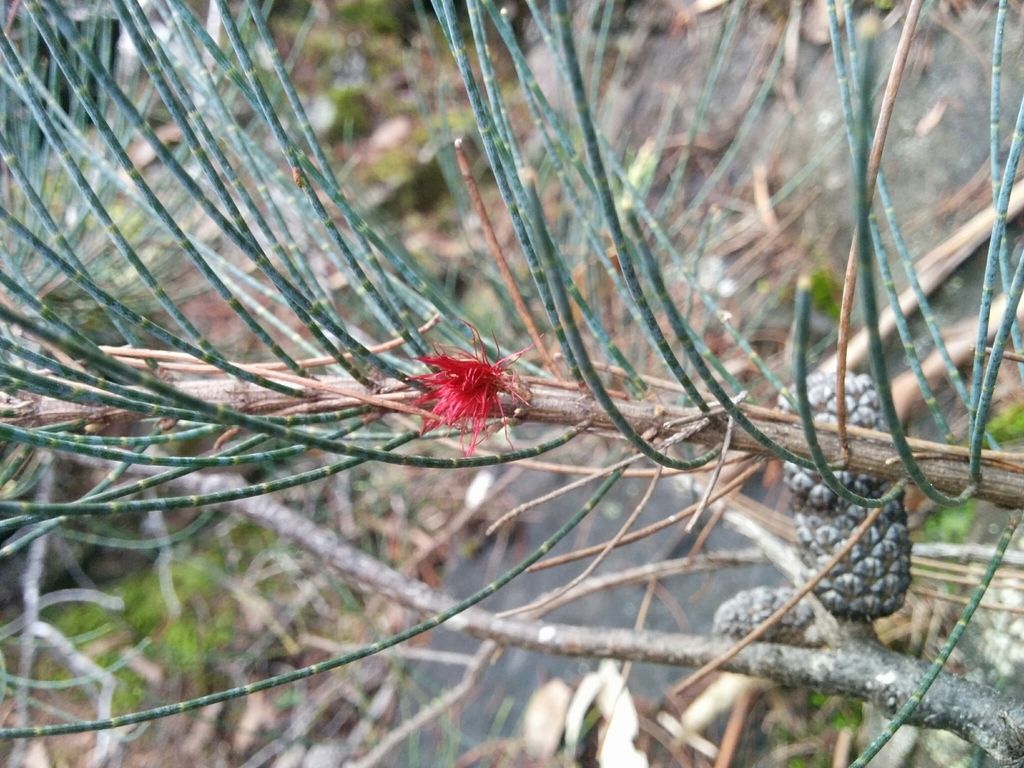 Allocasuarina duncanii