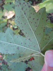 Cercospora liquidambaris