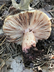 Russula ventricosipes