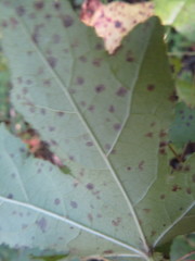 Cercospora liquidambaris