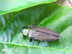 Actenodes chalybaeitarsis