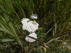 Udea alpinalis