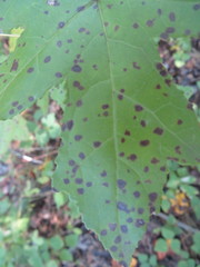 Cercospora liquidambaris