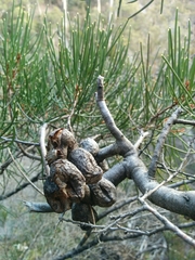 Hakea epiglottis