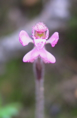 Caladenia nana