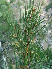 Hakea epiglottis