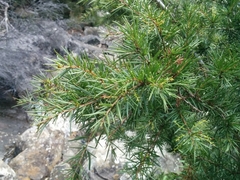 Acacia riceana