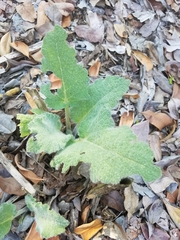 Salvia indica