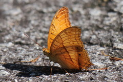 Vindula dejone erotella