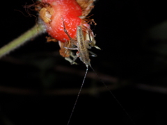 Austrosalomona destructor