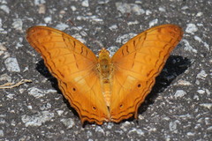 Vindula dejone erotella