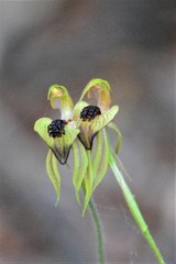Caladenia tessellata